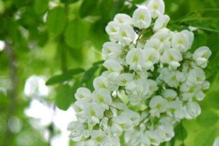 槐花是热性还是凉性？如何根据其属性合理搭配其他中药？