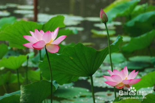 移栽荷花，要注意哪些事项呢？