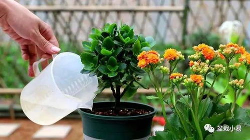 夏季，那个火辣辣的季节