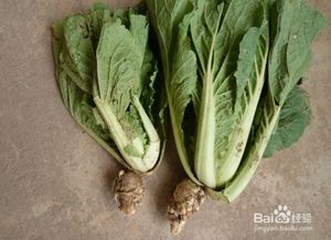 揭秘大白菜根肿病防治秘籍：了解其成因与有效对策