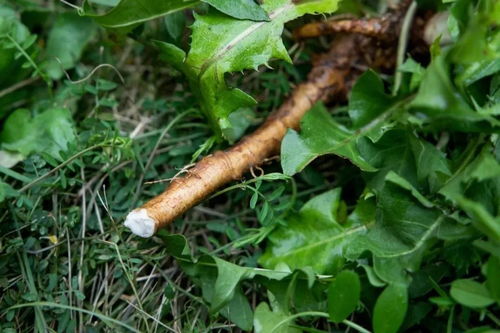 优质干草需保持充足叶量，利于营养吸收