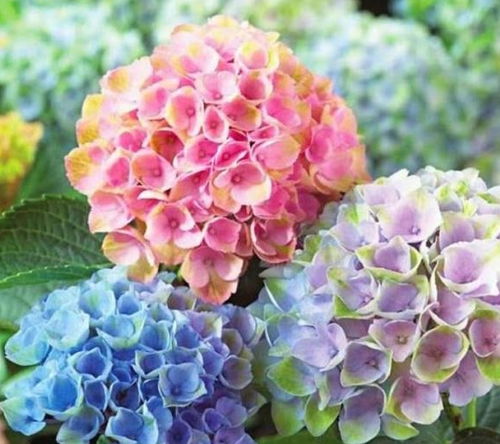 绣球花叶子蔫了？试试这些补水救星