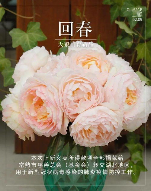 耐热抗病， 雨后更娇艳