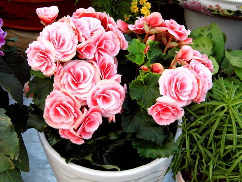 玫瑰专利费高，花卉成本上涨，市场还嫩芬芳吗？