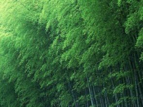 毛竹种植的烦恼：三年不出苗怎么办？