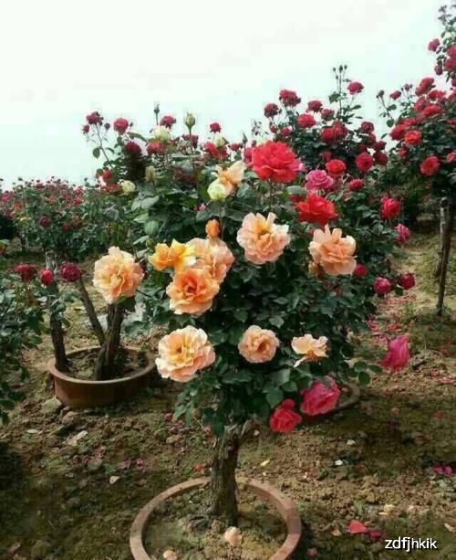 月季需水量与季节的关系