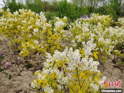 丁香花怎么种？南方气候适合种植吗