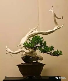 修剪工具的选择