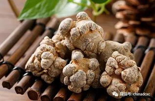 如何处理丹参种子？