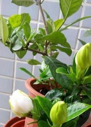 栀子酸性花肥，自制方法是什么