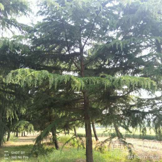 戴棉纱手套播种， 手套粘附种子量是关键