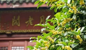 桂花树种植小贴士