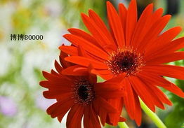 昆明花博会育苗秘籍大公开