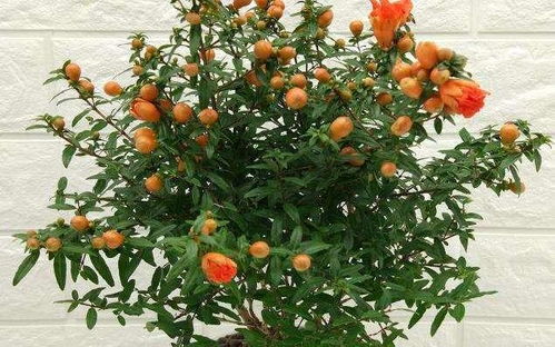石榴花一年会开几次花呢？它的开花周期是怎样的