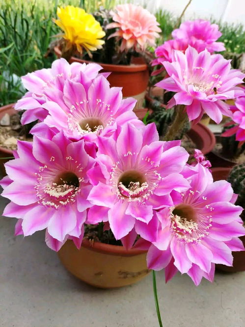 老根的处理：蜡梅的根的岁月