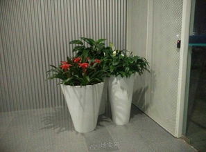 专业花卉租摆服务