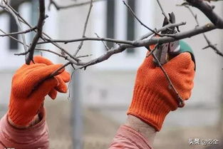 短截：给树木来个瘦身操