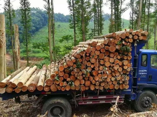 桉树：南方地区的“致富树”