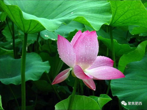 泡种子的那些事儿