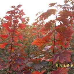种植技巧：选好地， 浇好水，保好肥