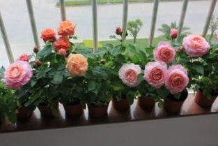 大花微月：阳台盆栽的焦点