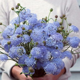 祭祖鲜花讲究多，不同花语寓意深