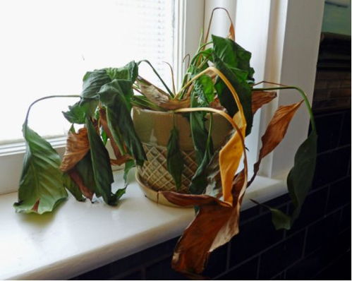 环境变化， 植物也“闹情绪”