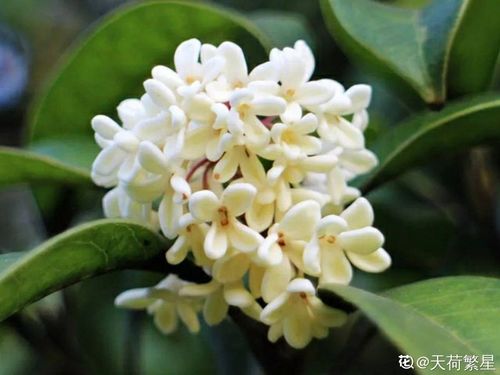 桂花：香气浓郁， 寓意美好