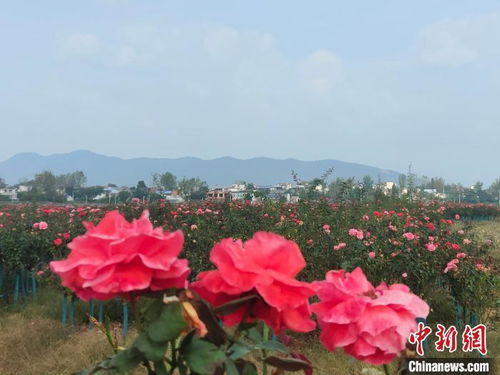 产业扶贫， 月季花开富路