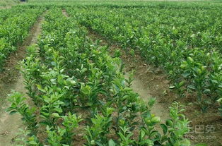 海川种植无花果苗基地