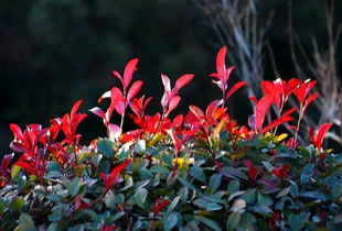 红叶石楠的优缺点大盘点