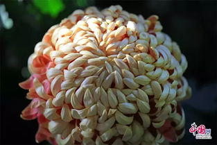 菊花种类繁多？最常见的菊花种类都有哪些
