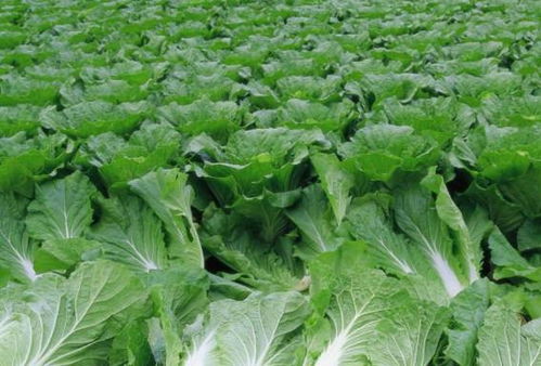 土豆：地下宝藏