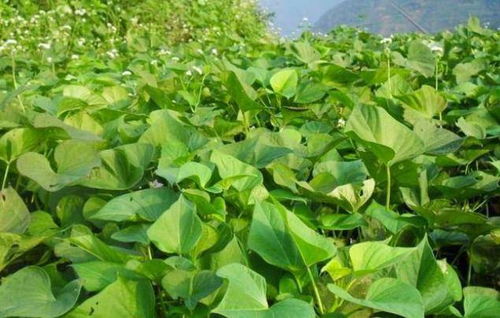 种植技巧， 因地制宜