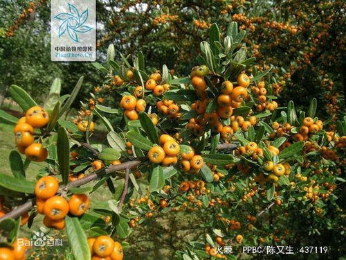 云南适合种植哪些果树？家种果树种类有哪些？
