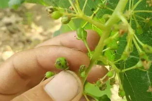 二甲基甲脒类农药