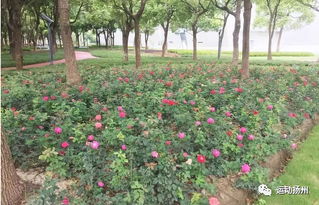 月季花中的“后宫”大赏