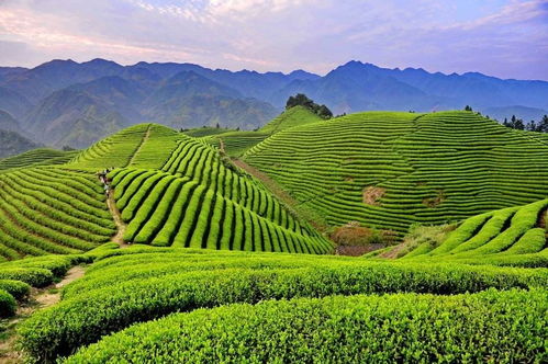 山马茶：佛教圣地