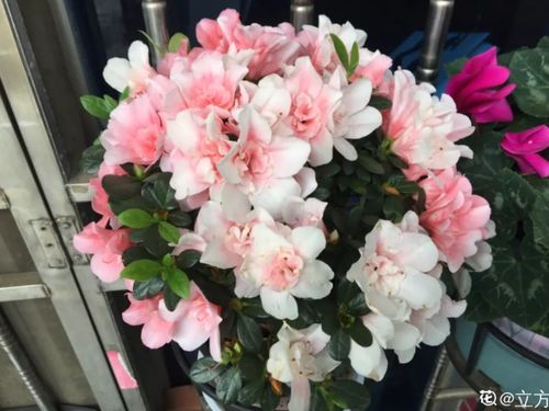 北方冬天暖气房里蝴蝶兰的200天花期秘籍