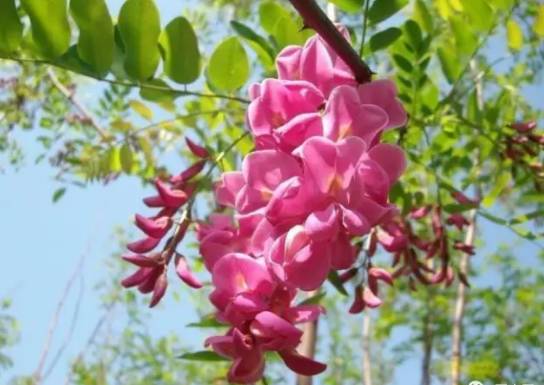 四月和五月交界的播种期