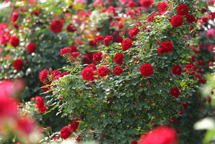 月季之镇， 石桥风采