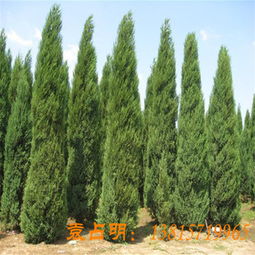 三、 桧柏病虫害防治方法