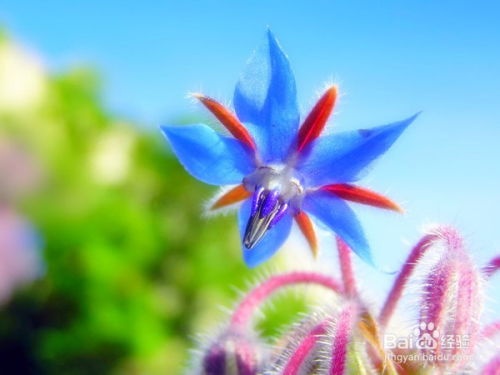 牵牛花种子怎么播种？最佳种植时间和具体种植方法是什么