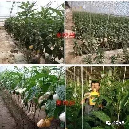 树池种草总是死，我也有同样的烦恼！