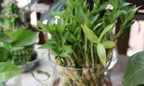 白鹤芋白花变黄的原因是什么？如何解决白鹤芋养护中的难题