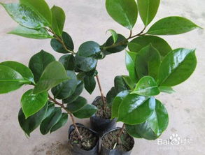 茶花移栽，蕞佳时期是关键