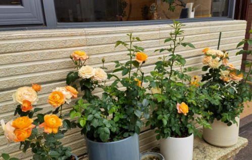 摘尖打顶，让小苗长得geng好