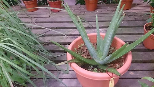 芦荟怎么养殖？有几种品种