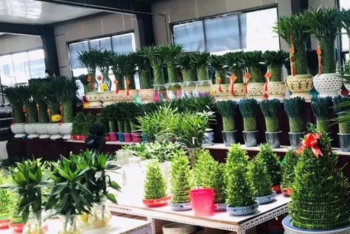 一、 小区免费蹭苗的小秘密