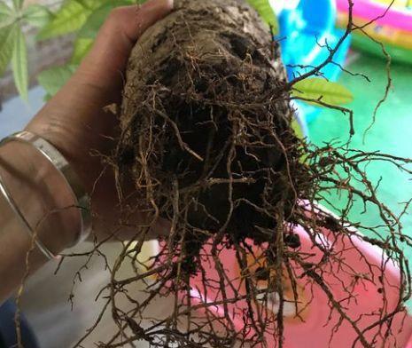 混用比例与使用方法